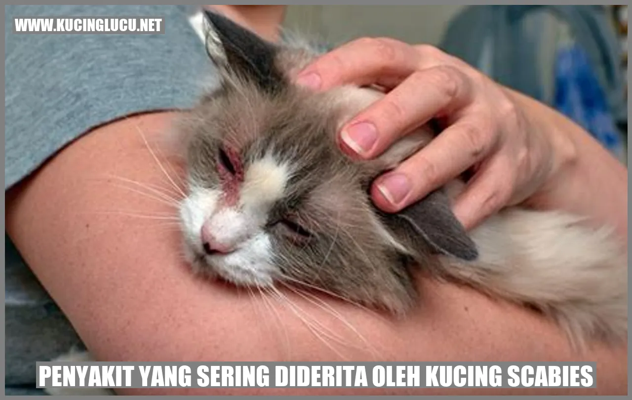 Kucing yang Mengidap Scabies