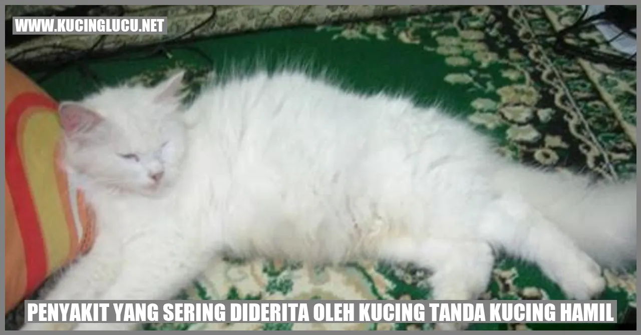 Penyakit yang Sering Terjadi pada Kucing