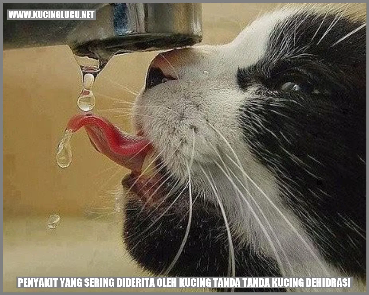 Gambar kucing dehidrasi