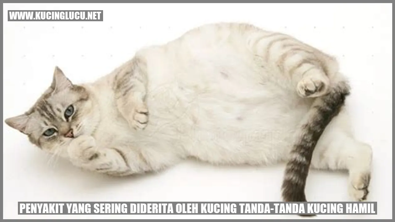 Gambar Kucing