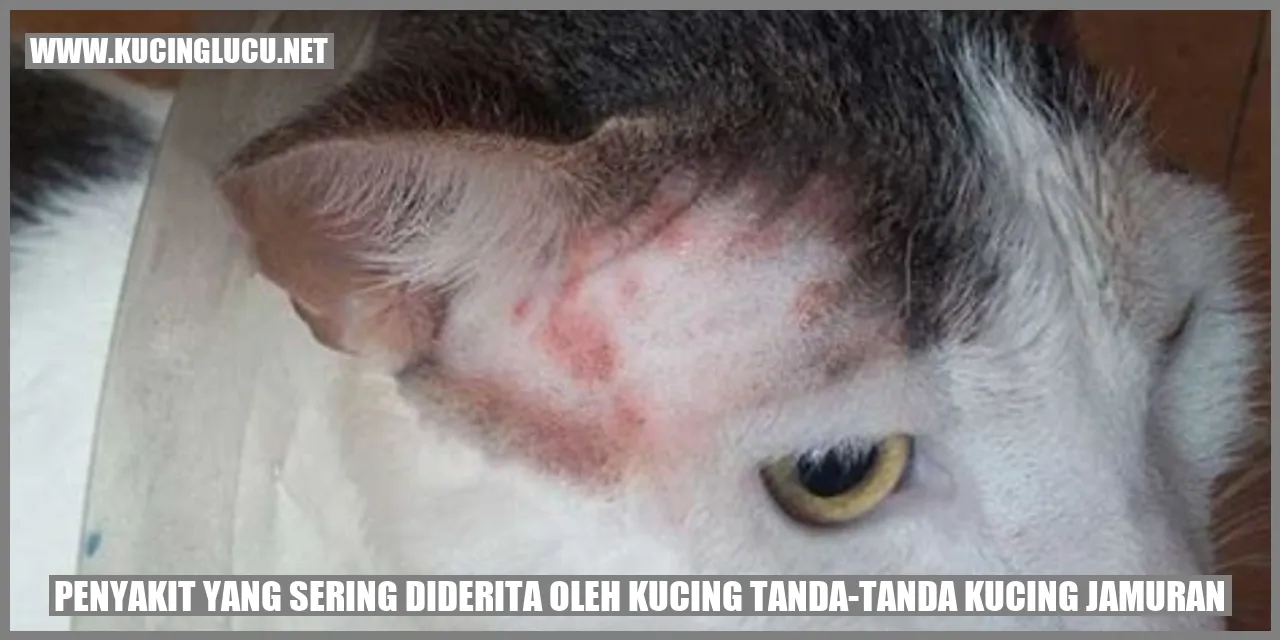 Tanda-tanda Kucing Jamuran
