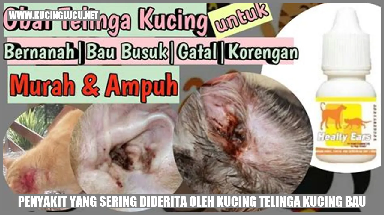 Kucing mengalami bau tidak sedap pada telinga
