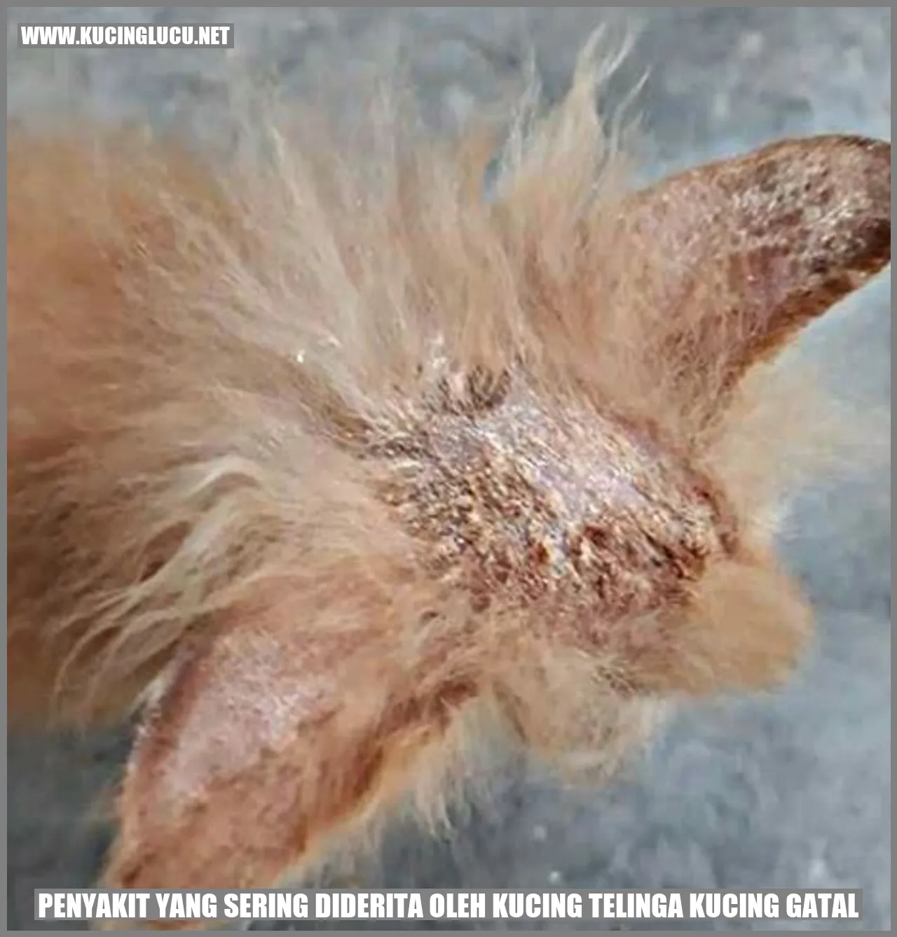 Gambar kucing yang sedang menggaruk telinga
