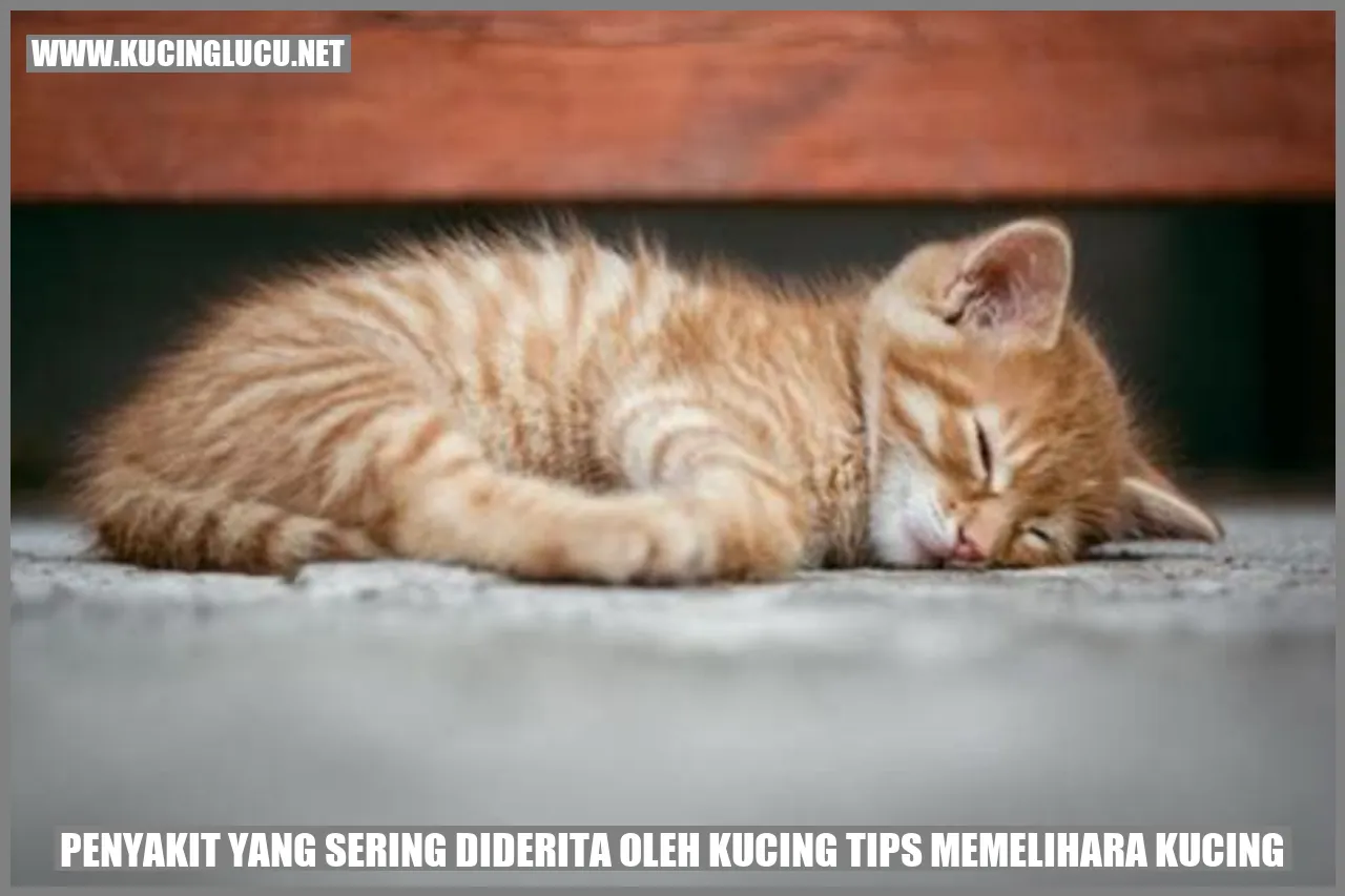 Gangguan Kesehatan pada Kucing