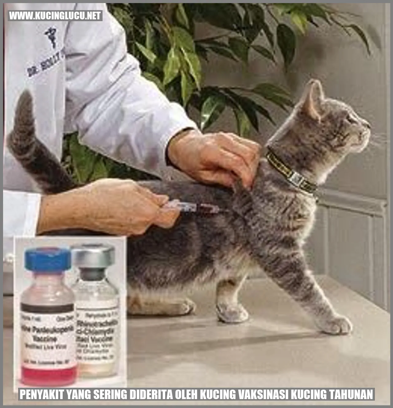 Gambar kucing