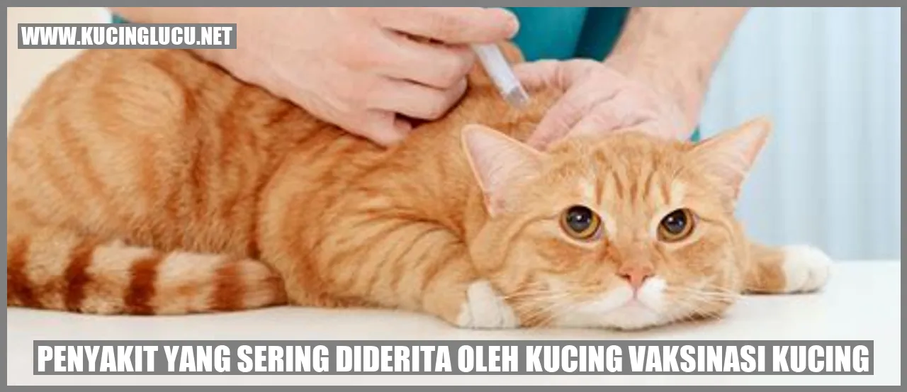 kucing dalam rumah sakit