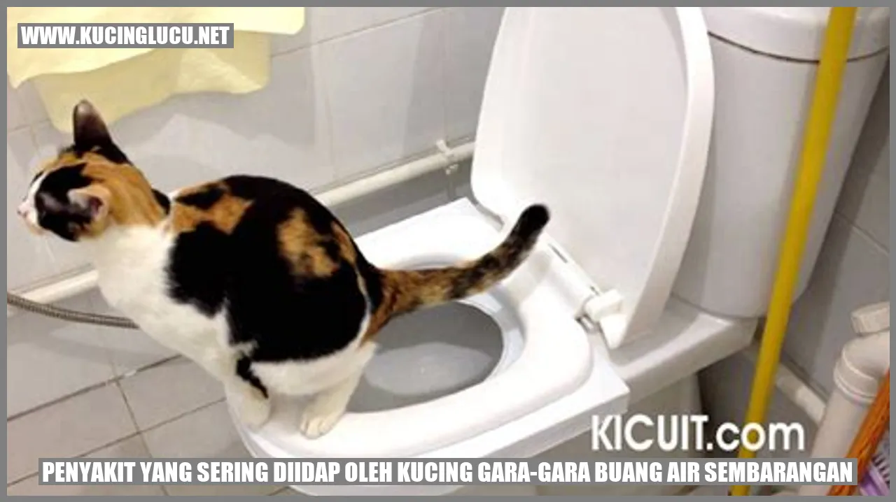 Kucing Buang Air Sembarangan