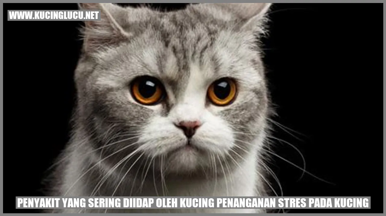 Penanganan Stres pada Kucing