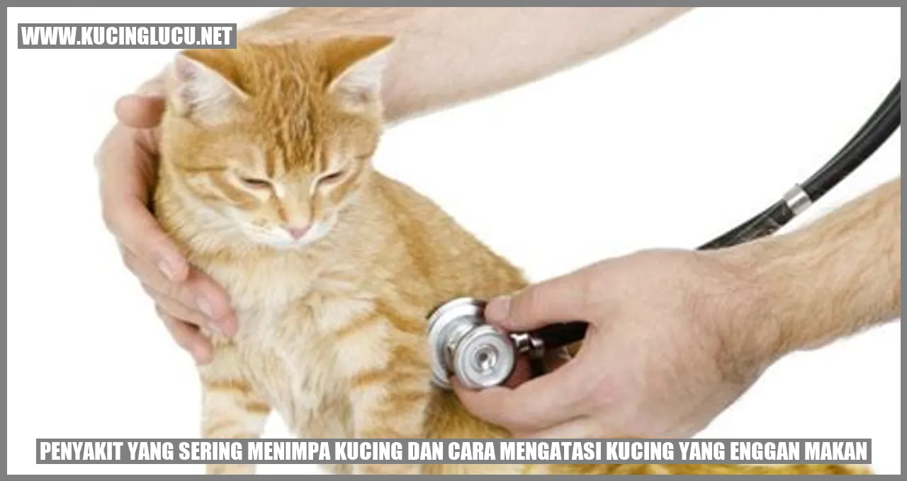 Gambar Kucing
