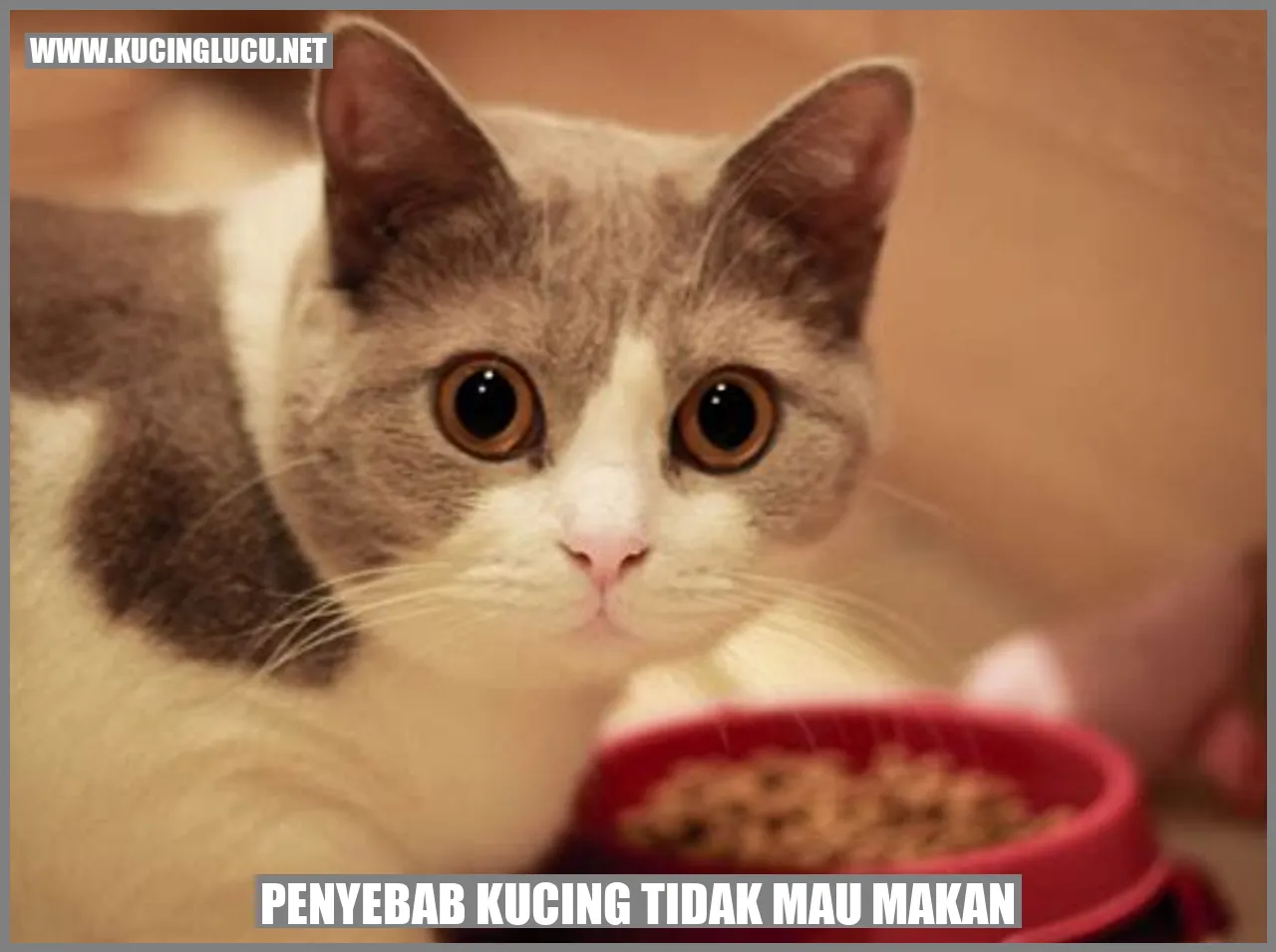 Penyebab Kucing Tidak Mau Makan