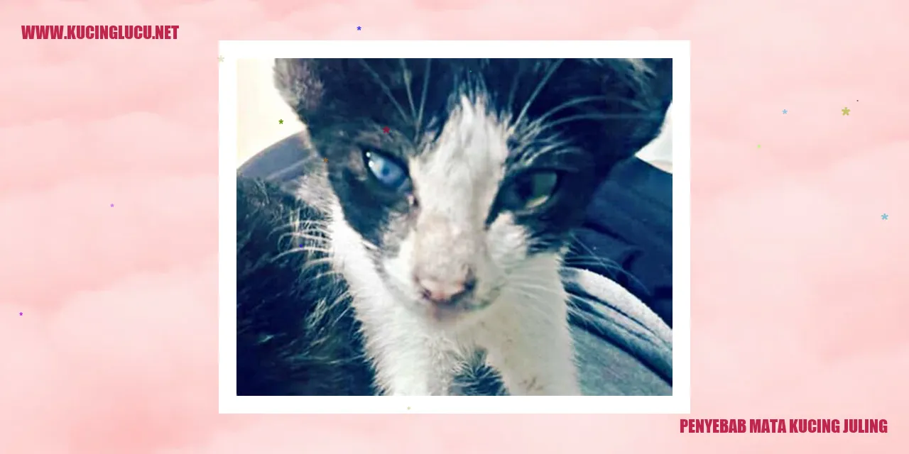 Gambar kucing dengan mata yang tidak sejajar