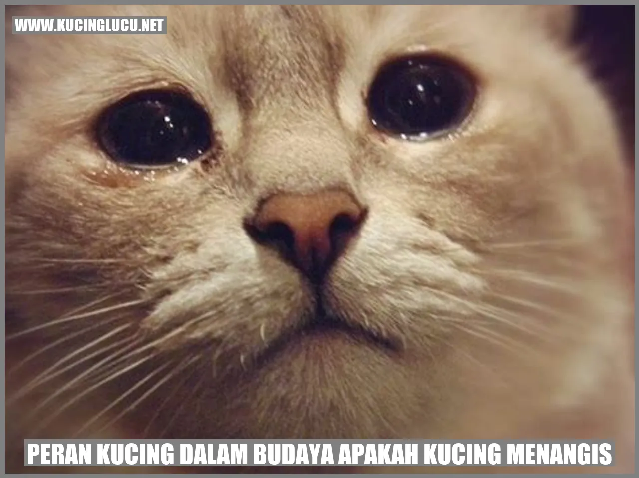 Peran Kucing dalam Budaya apakah kucing menangis