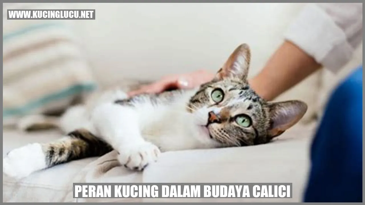 Gambar Kucing Budaya Calici