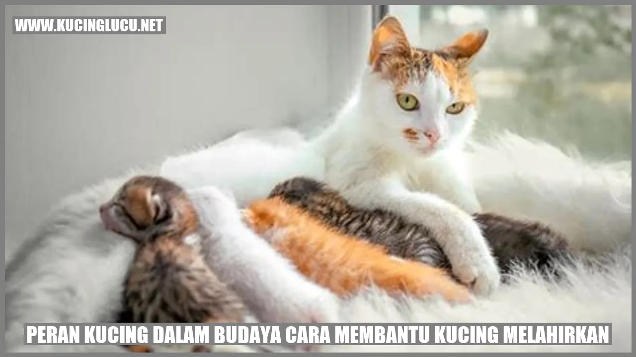gambar kucing melahirkan