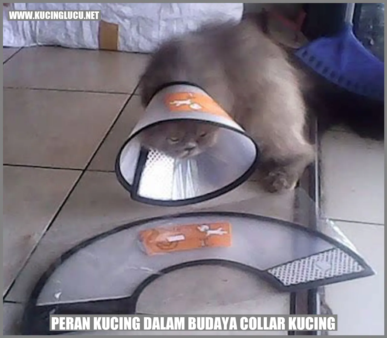 Foto kucing dengan collar