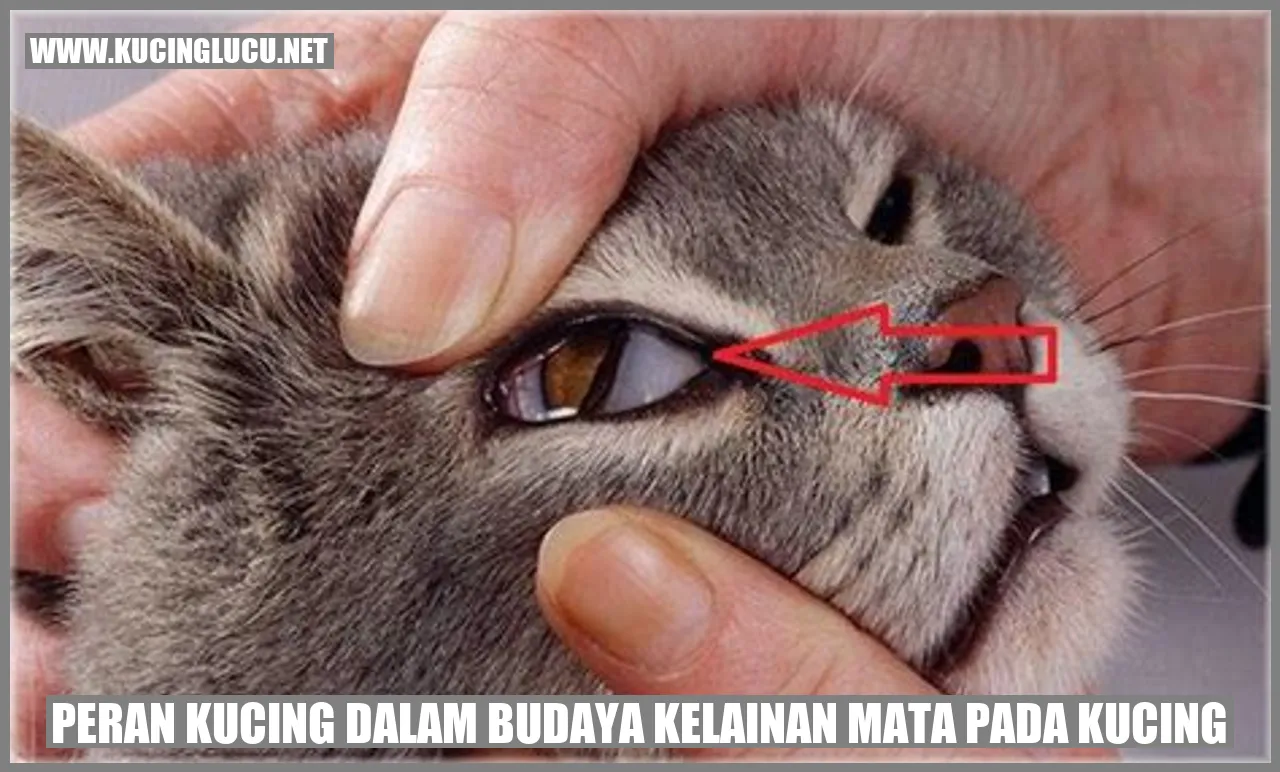 gambar kucing dengan kelainan mata
