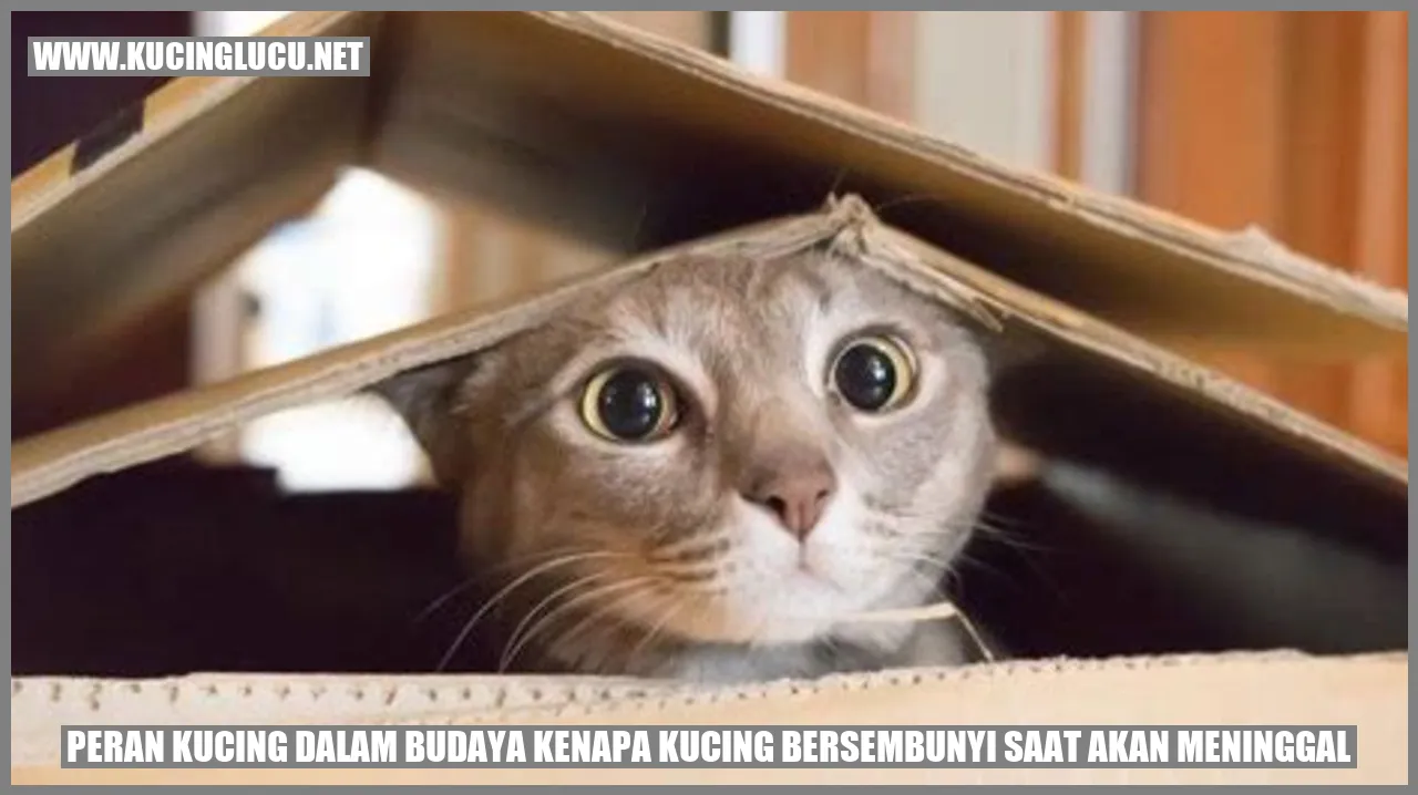 Peran Kucing dalam Budaya