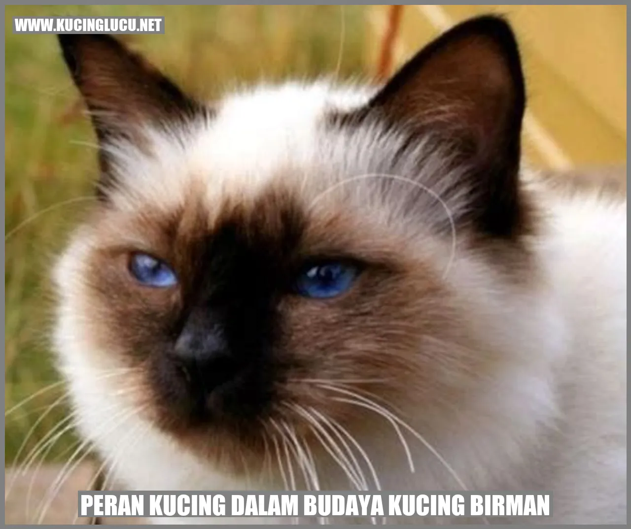 Gambar Kucing Birman