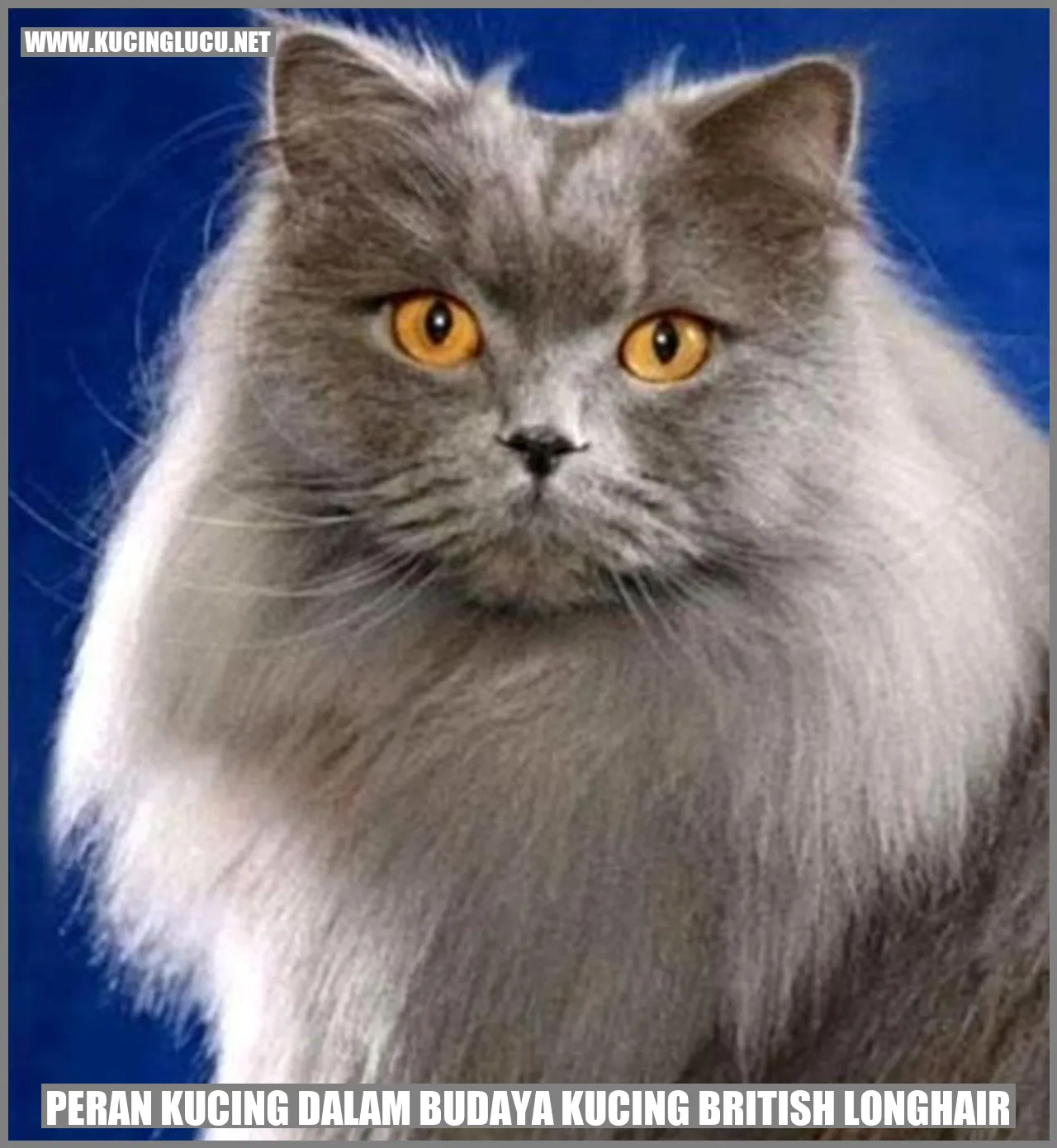 Kucing British Longhair
