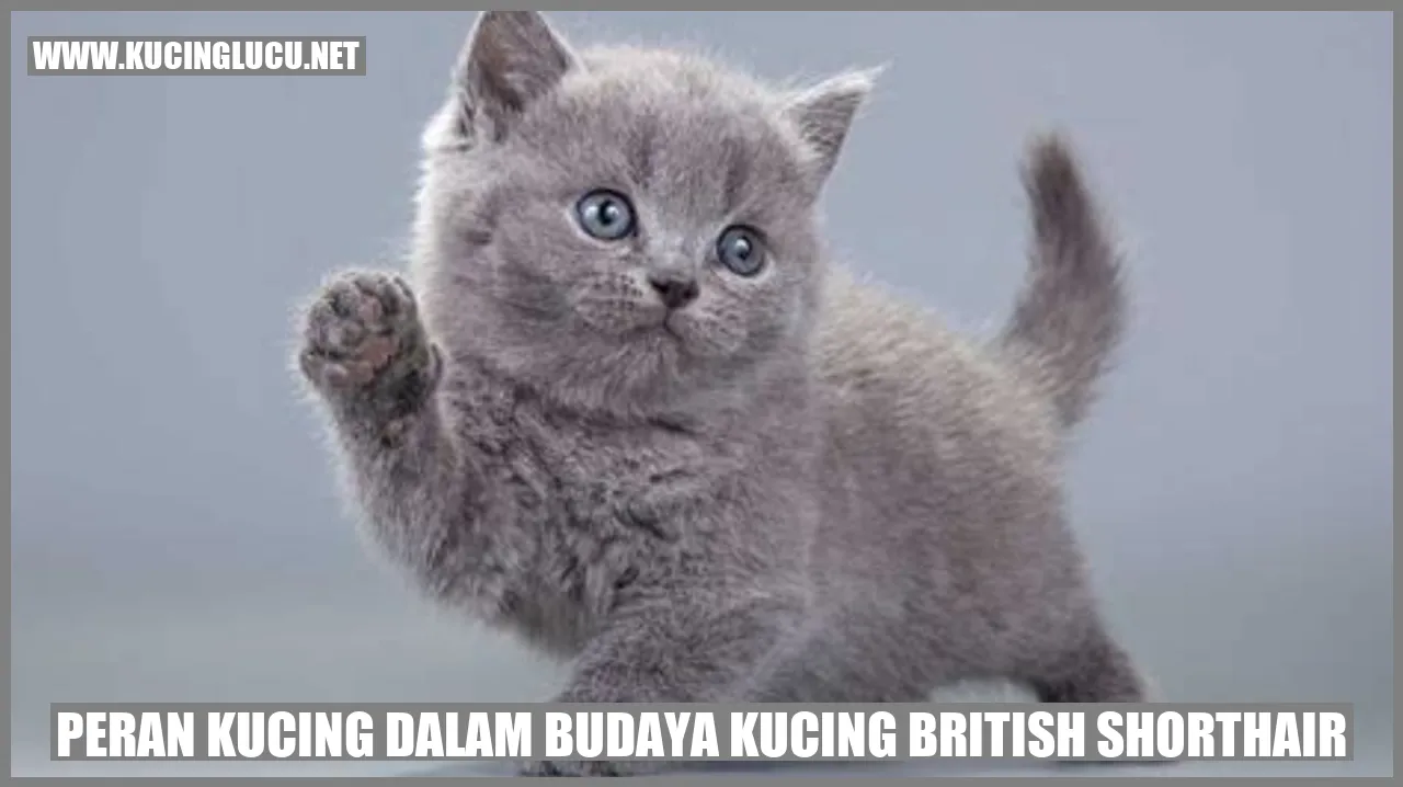 Kucing British Shorthair