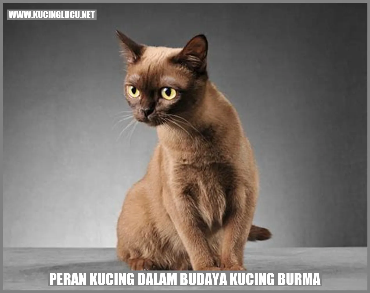 Peran Kucing dalam Budaya Kucing Burmese