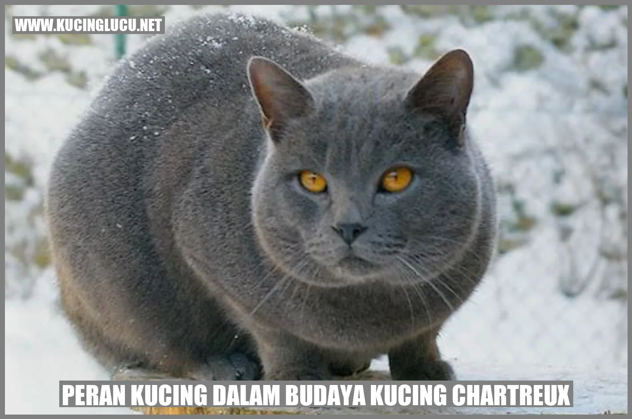 Gambar Kucing Chartreux