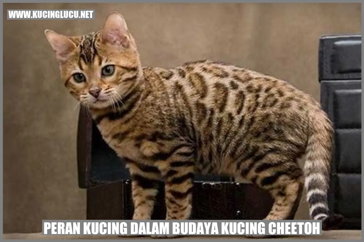 Kucing Cheetoh yang Cantik
