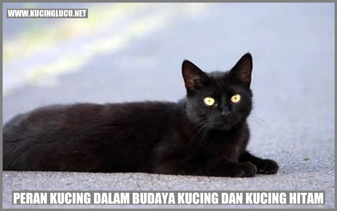 Kucing dan Kucing Hitam