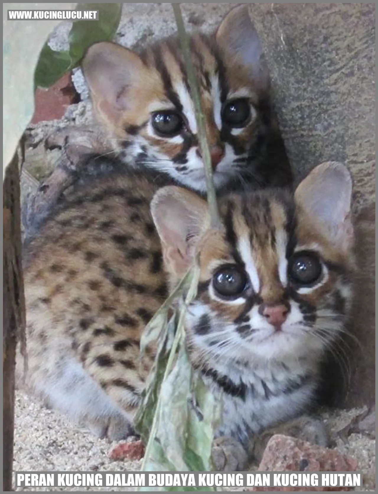 Peran Kucing dalam Budaya Kucing dan Kucing Hutan