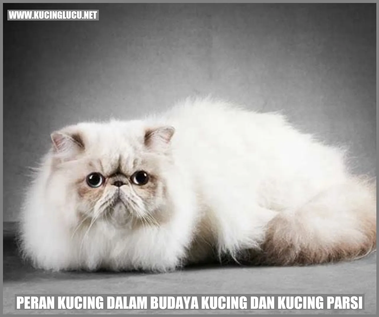 Kucing