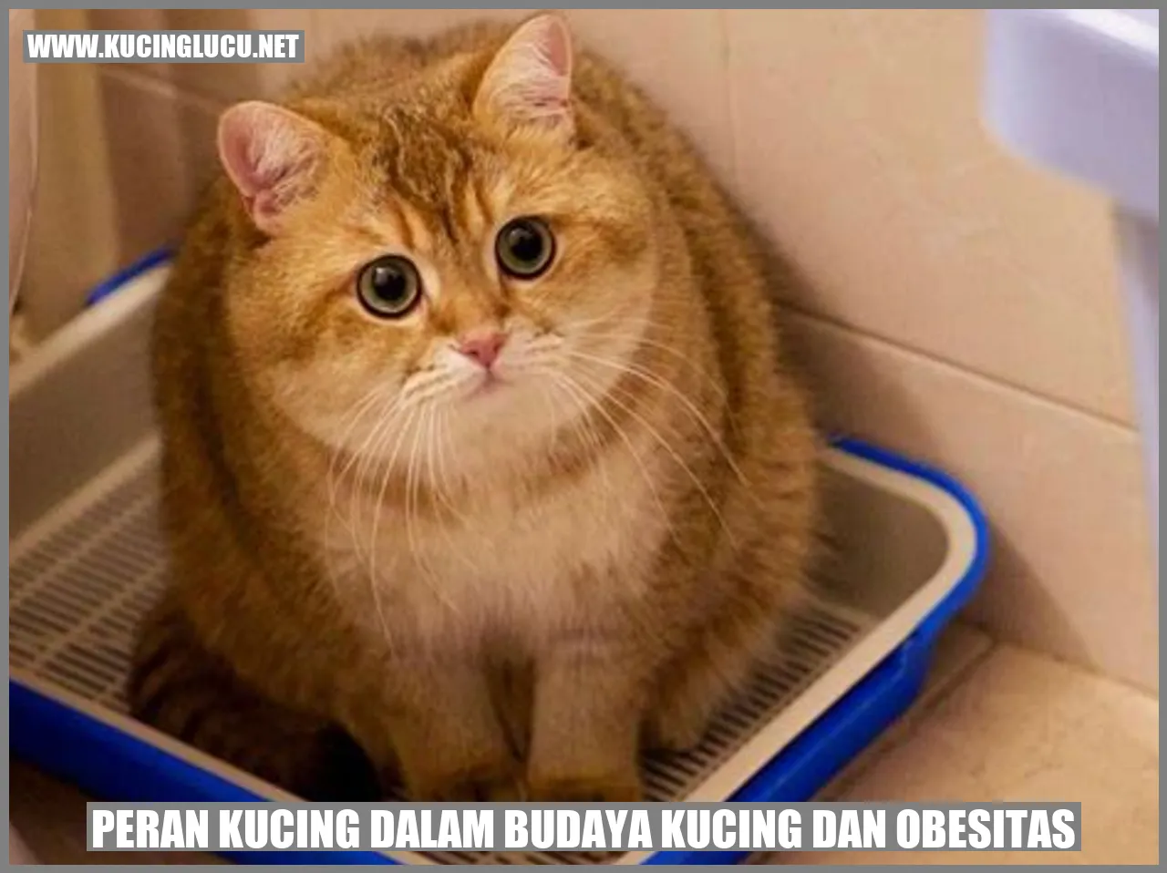 Gambar kucing yang menggemaskan