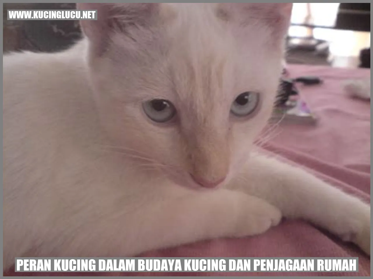 Peran Kucing dalam Budaya Kucing dan penjagaan rumah
