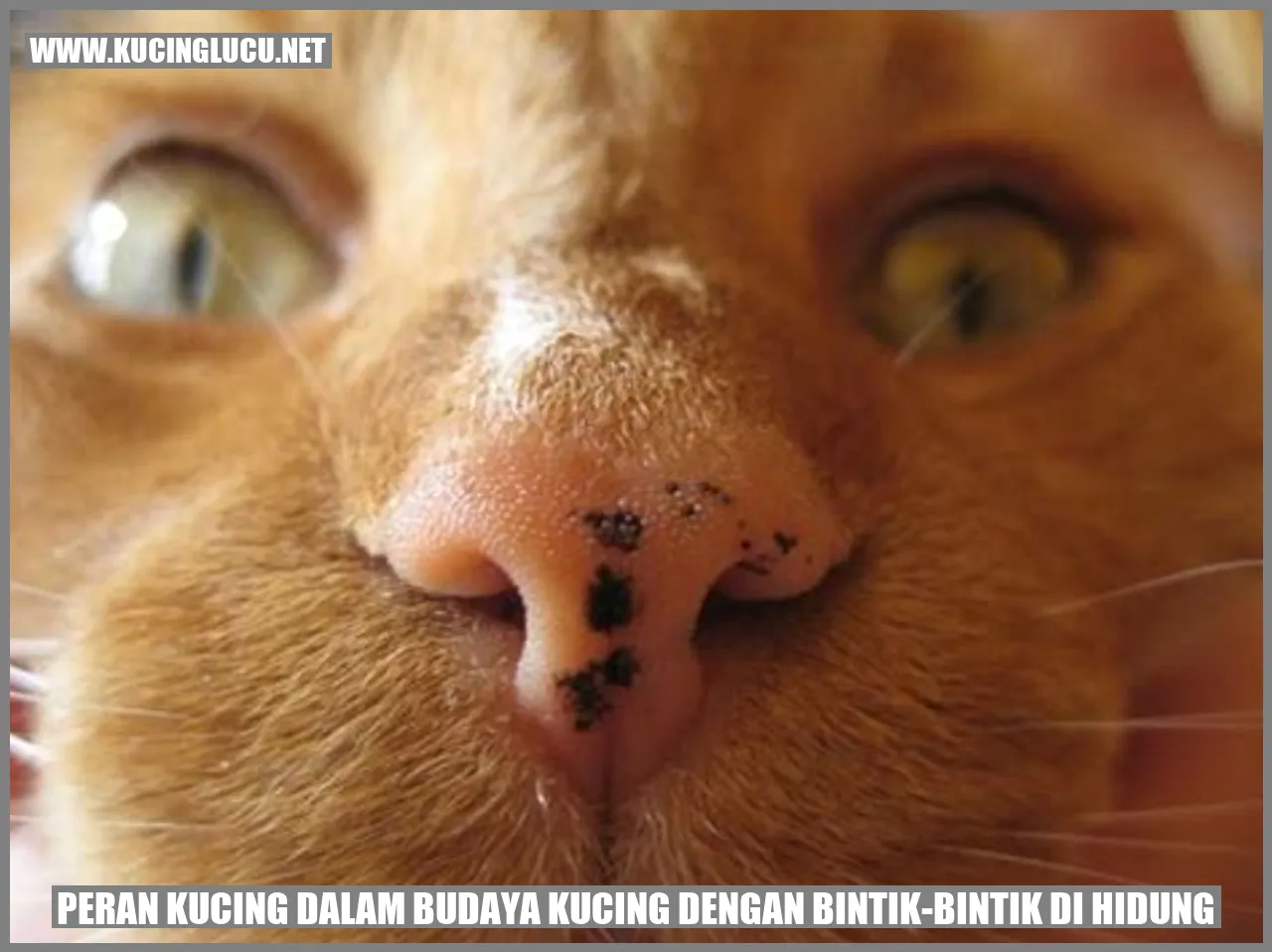 Kucing dengan Bintik-Bintik di Hidung