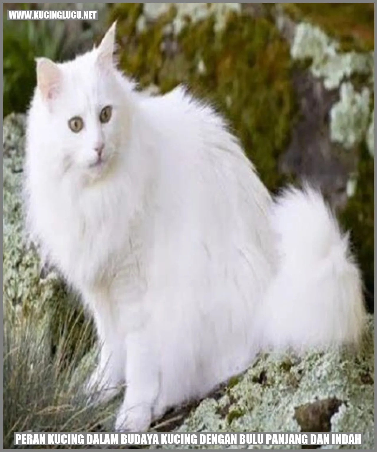Kucing dengan bulu panjang dan indah