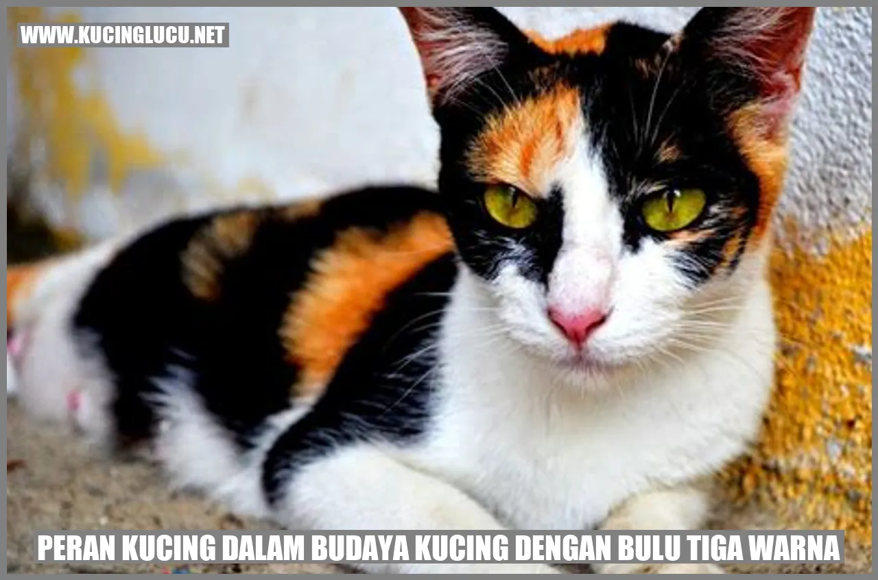 gambar kucing berbulu tiga warna