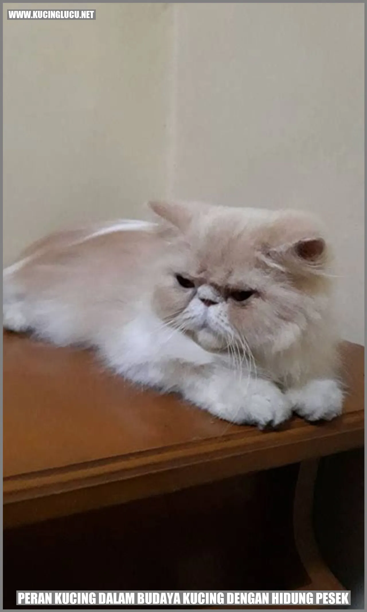 Kucing Berhidung Lesehan