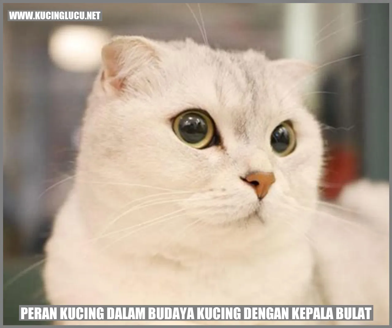 gambar kucing dengan wajah bundar