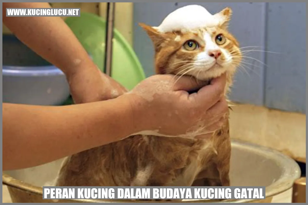 gambar kucing menggaruk dirinya