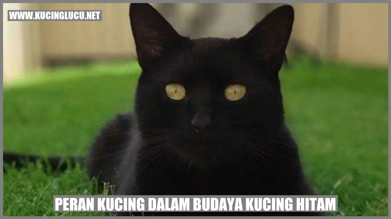 Kucing hitam