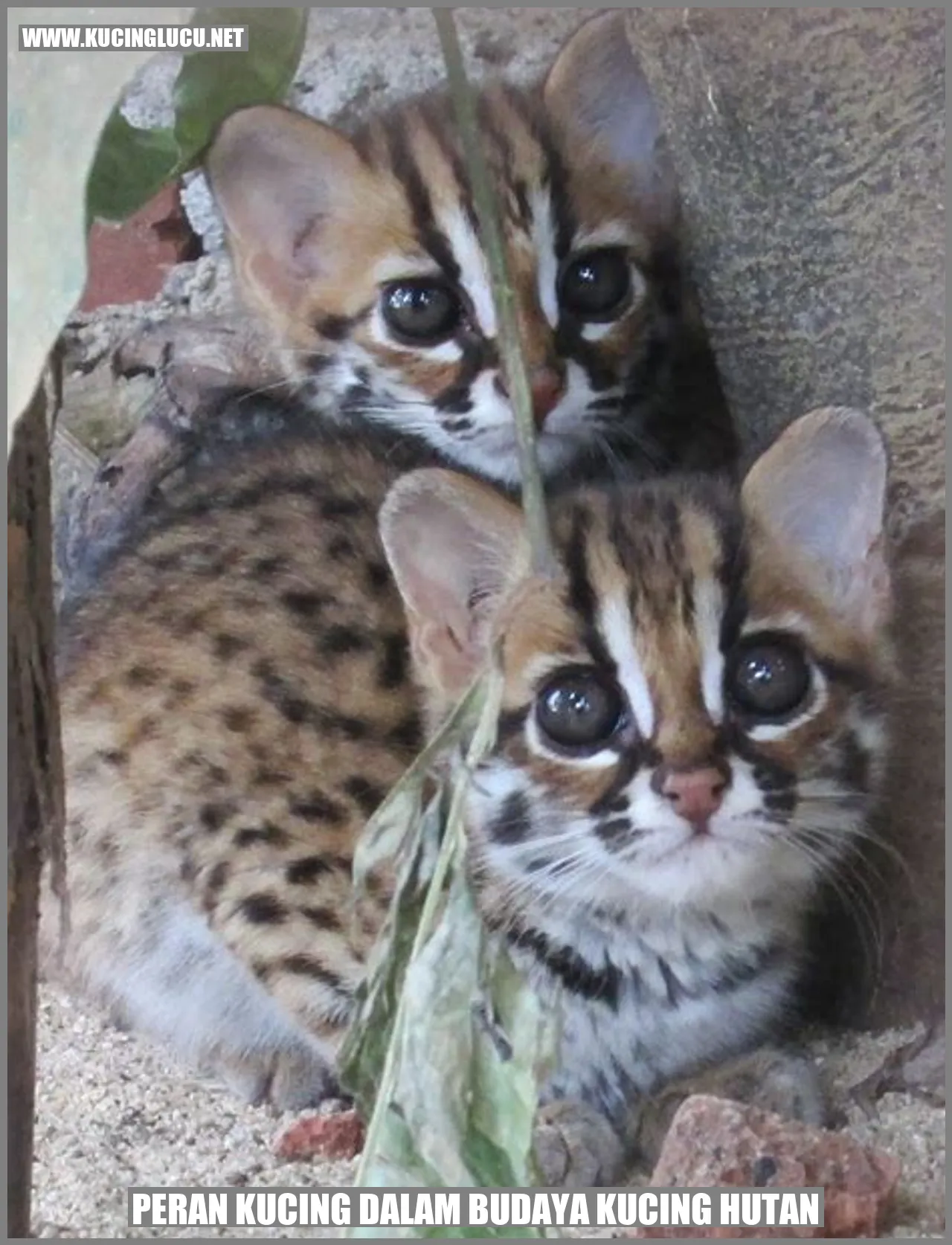 Peran Kucing dalam Budaya Kucing Hutan