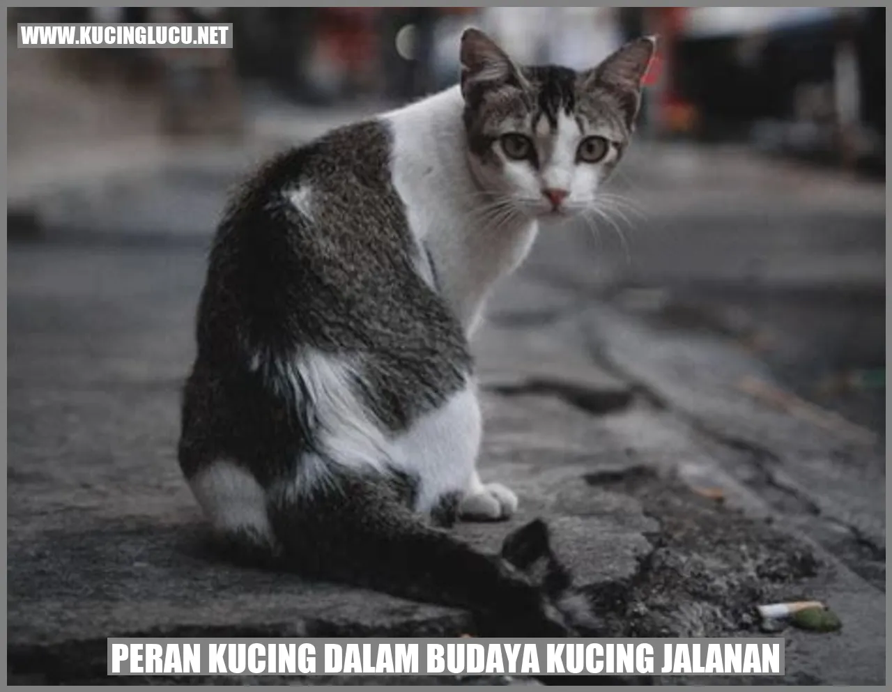 Peran Kucing dalam Budaya Kucing jalanan
