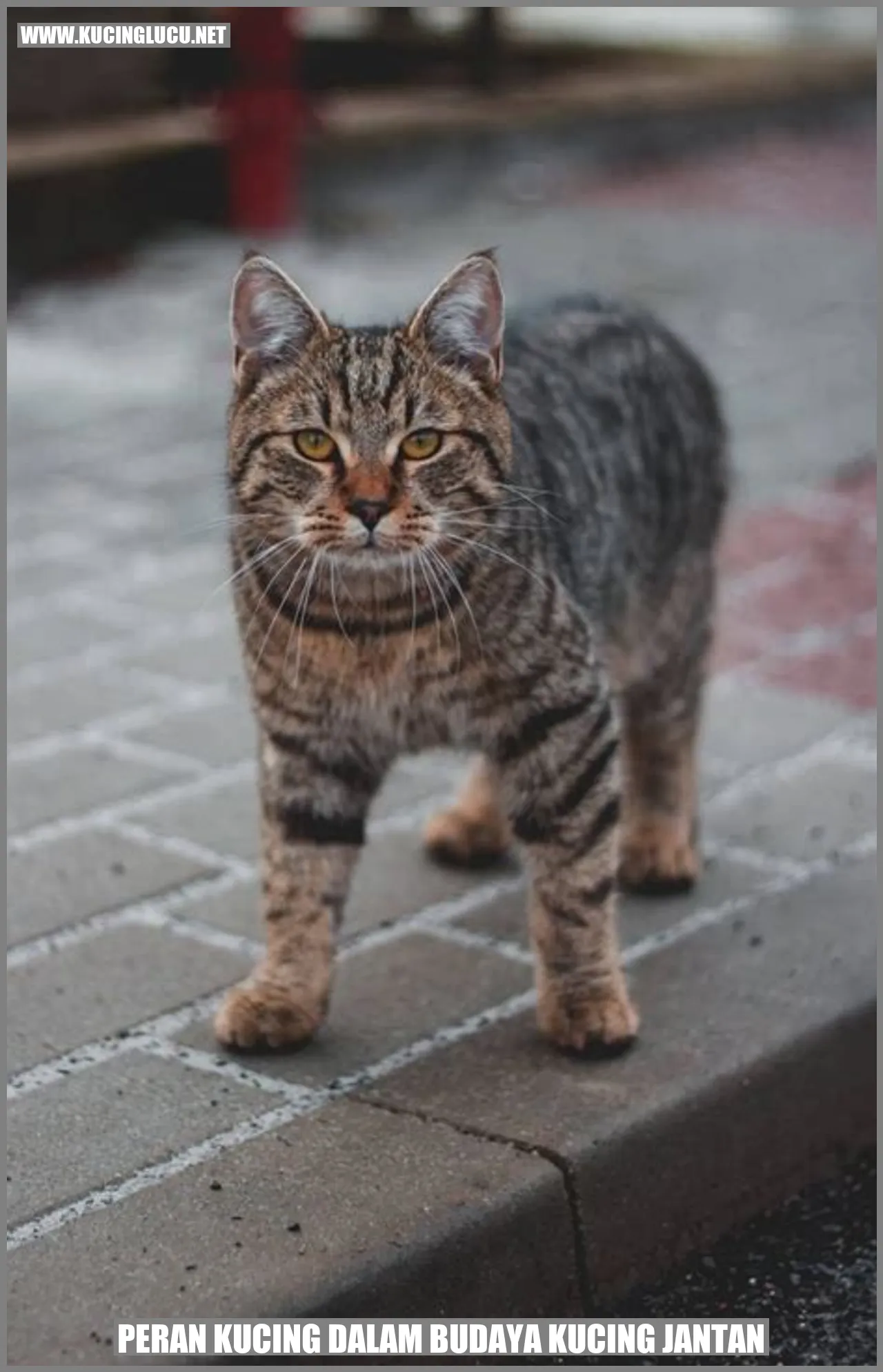 gambar kucing jantan