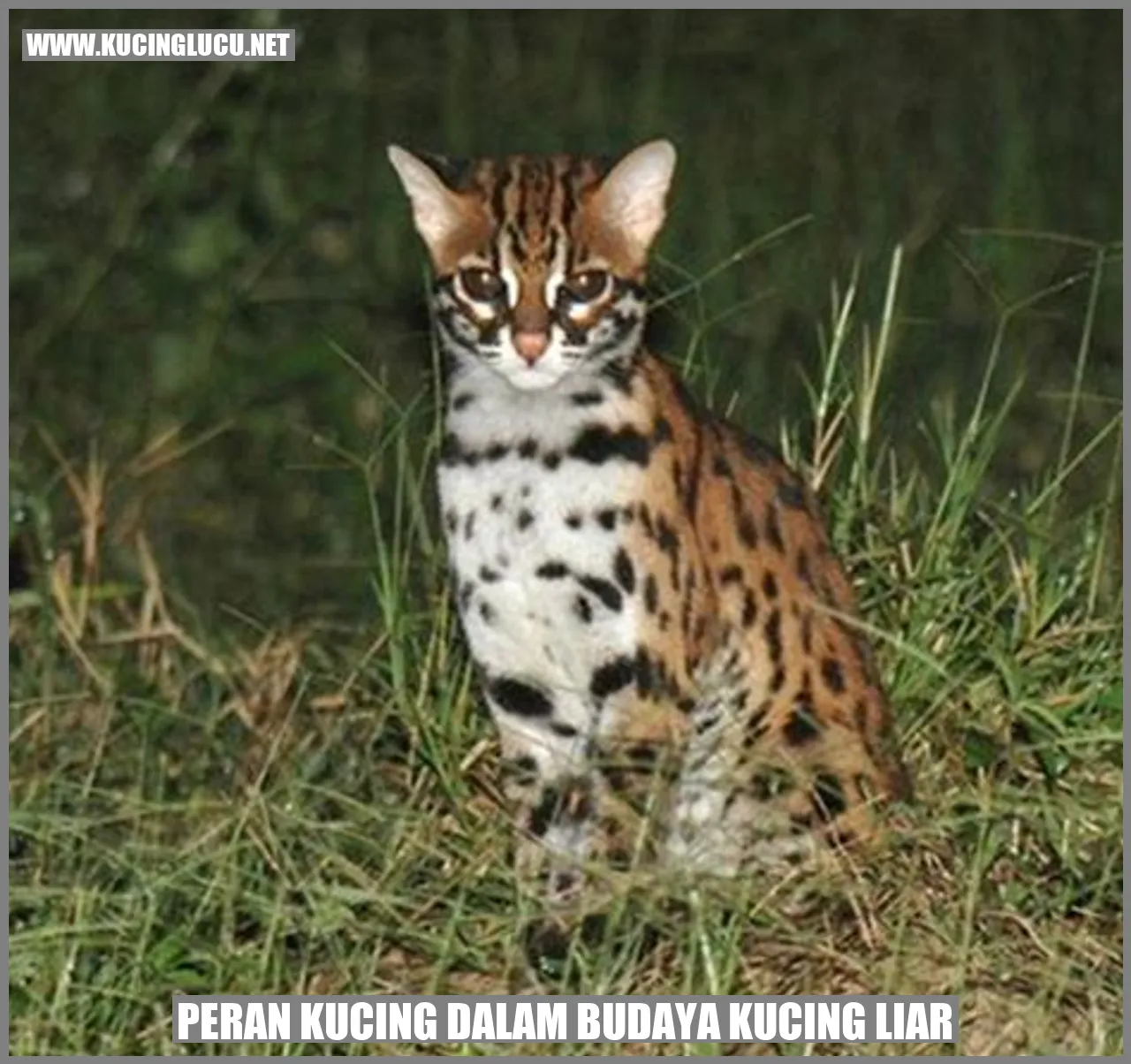 Kucing Liar