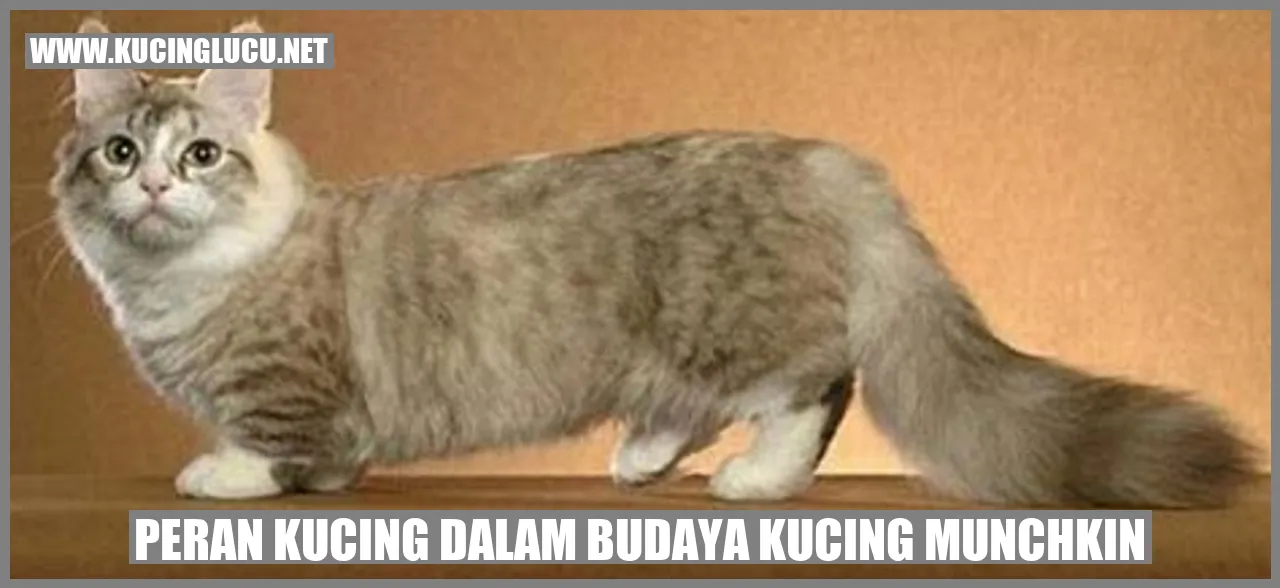 kucing munchkin