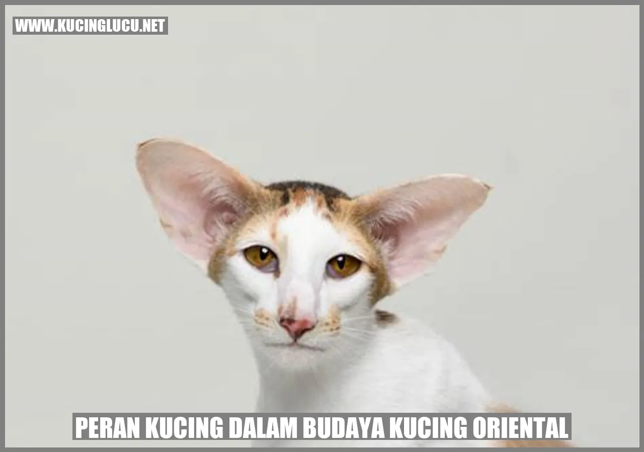 Kucing Oriental