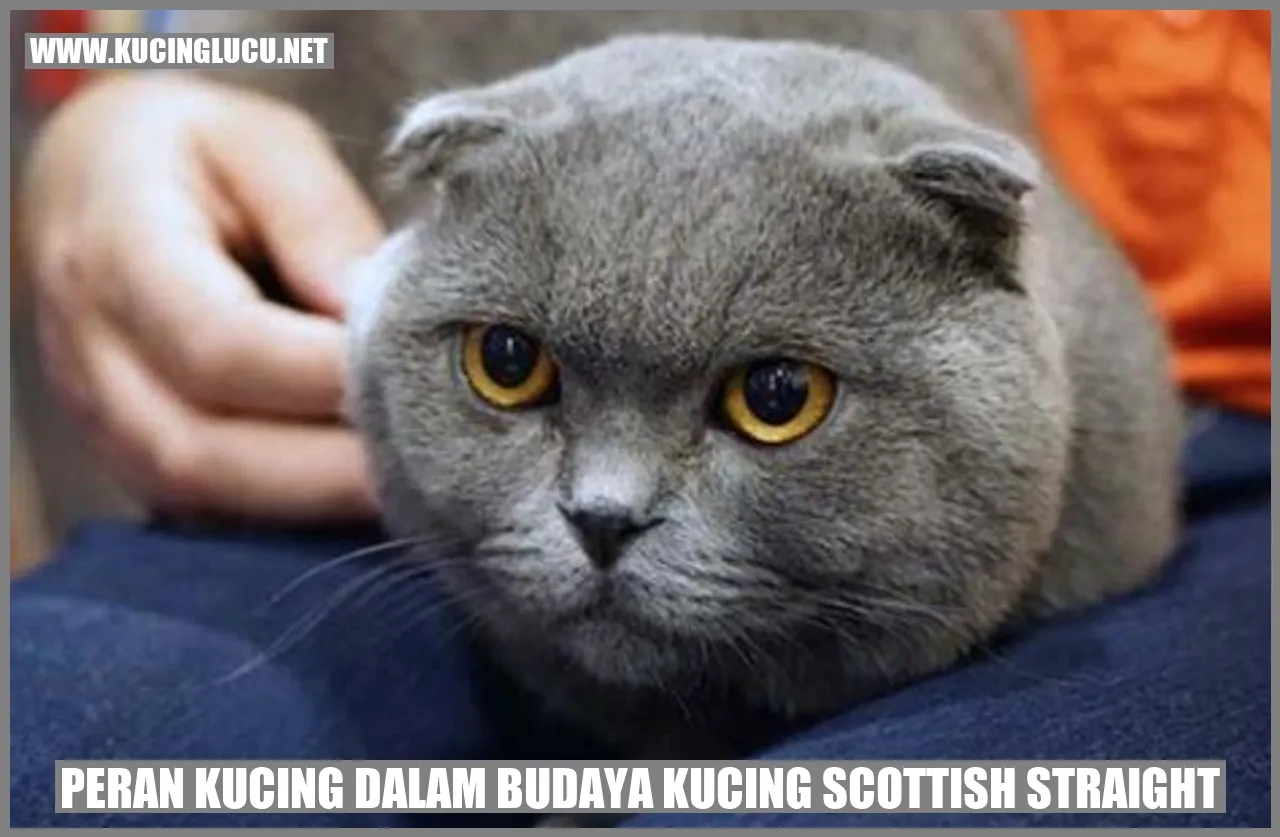 Kucing Scottish Straight