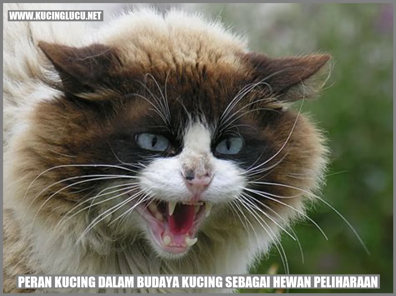 Peran Kucing dalam Budaya kucing sebagai Hewan Peliharaan