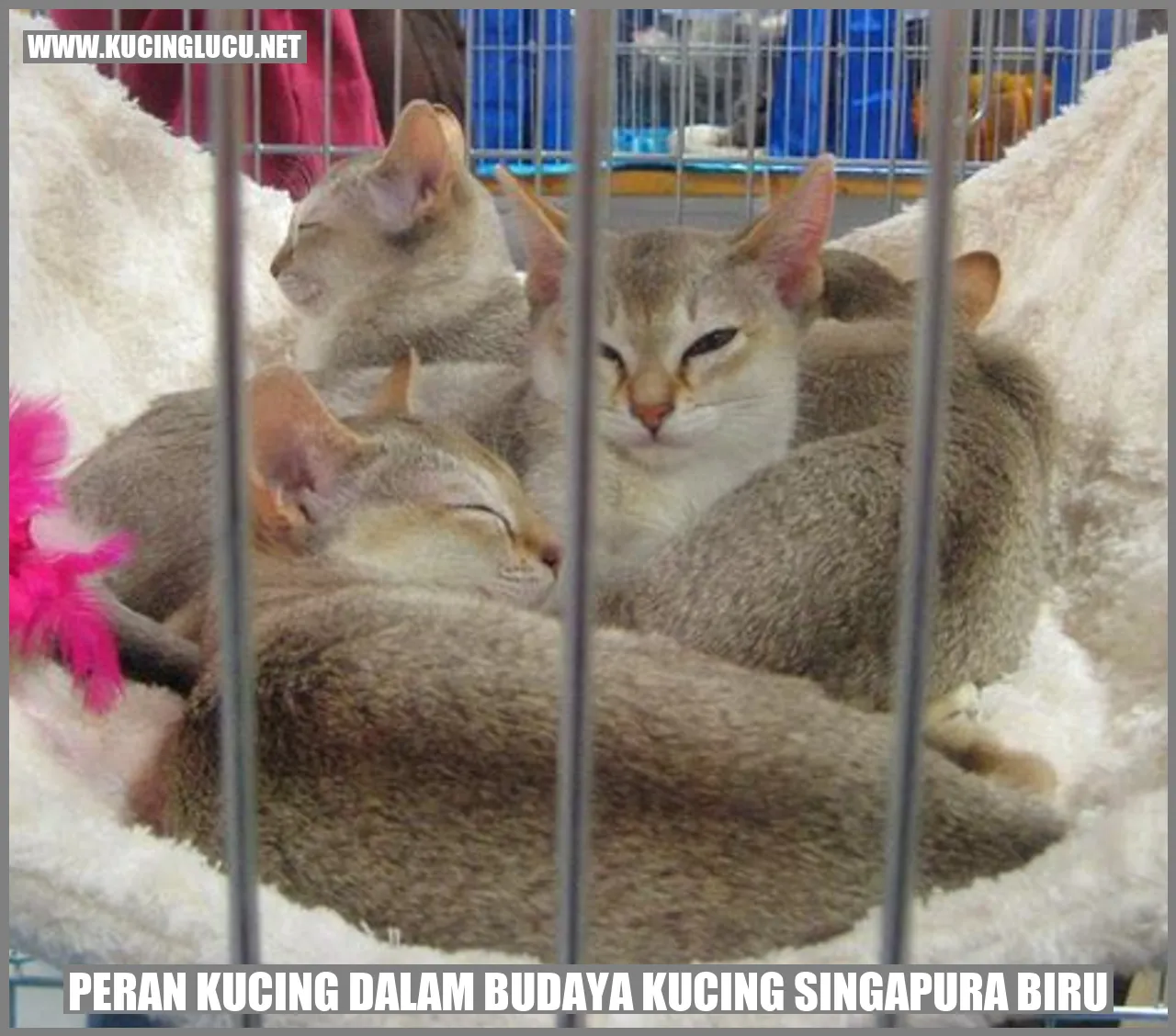 Kucing Singapura Biru