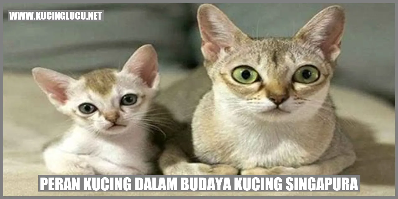 Kucing Singapura