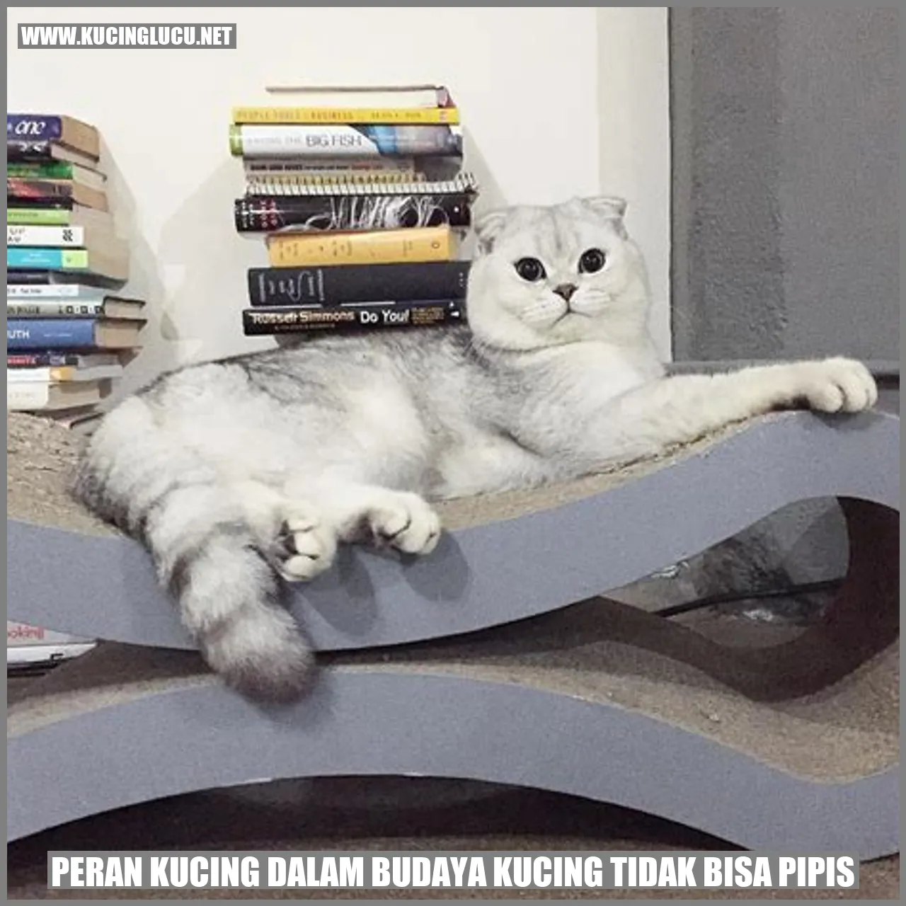 Gambar Kucing